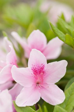 güzel çiçekler, doğa ve bitki konsepti