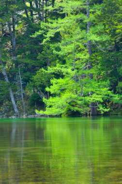 Arka planda ağaçlar olan bir göl.
