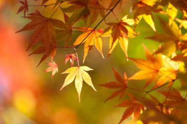 Sonbahar yaprakları, sonbahar bitkileri.