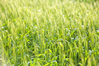 Yeşil buğday kulak alanında 