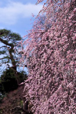 Japonya'nın güzel pembe Sakura çiçeği