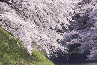 Japonya 'da kiraz çiçekleri, Tokyo 