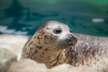 Hayvanat bahçesinde mühür