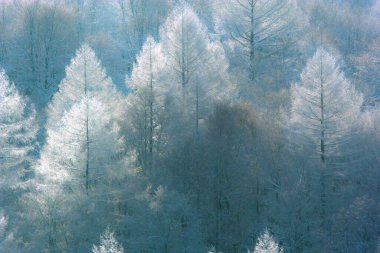 Japonya 'da karla kaplı ağaçlarla kaplı güzel bir kış ormanı