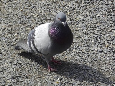 Yerdeki güzel güvercin kuşunun yakın görüntüsü      