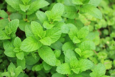 Yerdeki taze nane yapraklarının manzarasını kapat