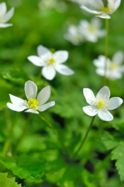 güzel çiçekler, doğa ve bitki konsepti