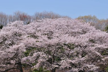 Kiraz ağacı çiçekleri, Japonya