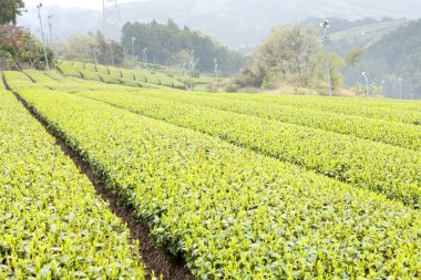 Asya 'daki çay tarlasında sıra sıra yeşil bitkiler.