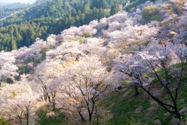 Japonya 'daki yeşil dağlarda çiçek açan sakura ağaçlarının manzaralı görüntüsü.