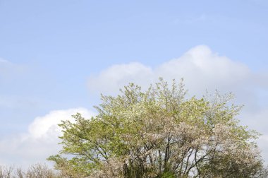 Doğanın güzel manzarası çiçek açan ağaçlar 