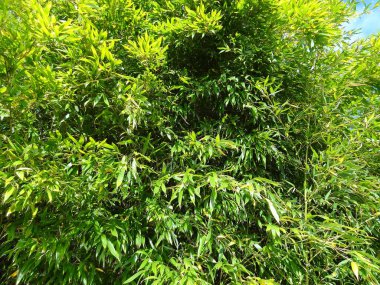 Yeşil ağaçlar, bitkiler ve yapraklar.