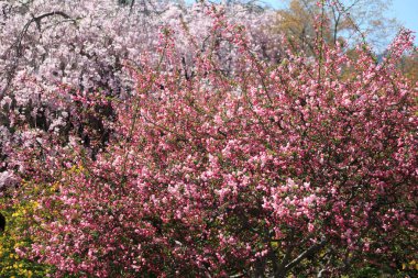 Parkta pembe çiçekli bir ağaç