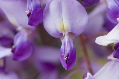 Baharda mavi çan çiçeği