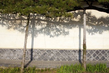 Şehir duvarında büyüyen ağaçlar 