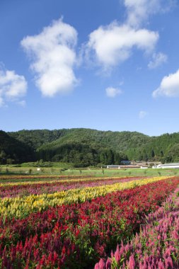 Bahçedeki güzel renkli çiçeklerin manzarası.    