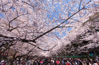 İnsanlar Tokyo, Japonya 'da kiraz çiçeklerine bakıyor.