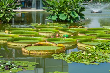 Büyük nilüferler, sakin gölette yüzerler.