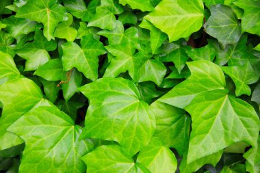 Yeşil yaprak dokusu arka plan. Doğa şekli.