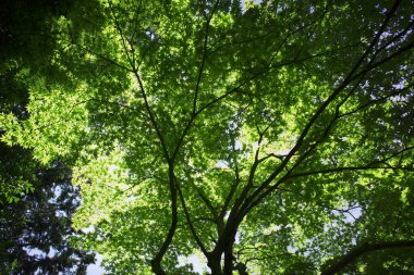 Ormanda yeşil yapraklar, bitki örtüsü ve yapraklar