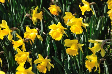 Sarı nergisler bahar çiçeklerinde