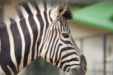 Hayvanat bahçesindeki sevimli zebranın başı.