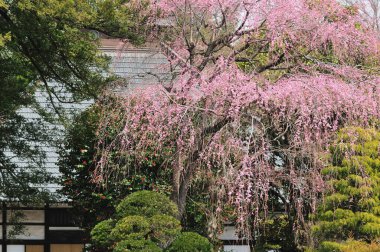 İlkbaharda kiraz çiçeği