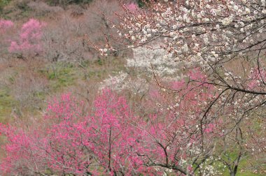 Japonya'nın güzel pembe Sakura çiçeği