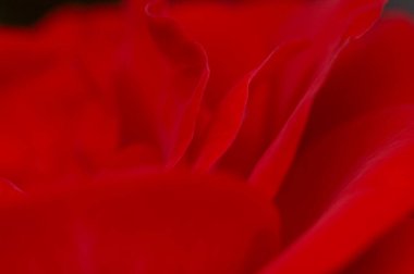 kırmızı gül yaprakları, soyut doğa arkaplanı.