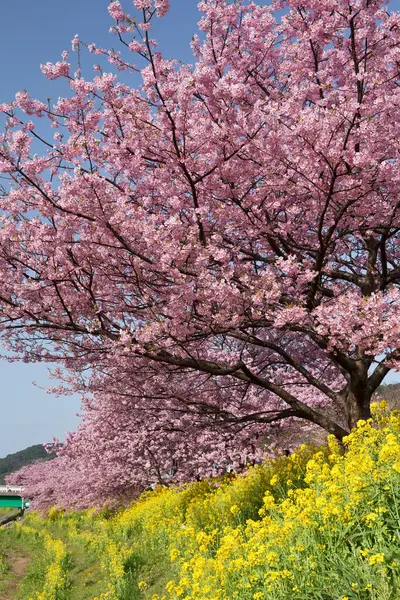 Beautiful View Park Blossoming Trees Yellow Flowers — Stock Photo, Image