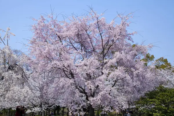 Gyönyörű Tavasz Virágzó Fák Kertben — Stock Fotó