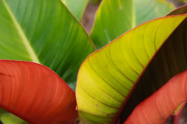 Güzel Botanik Çekimi Kırmızı Yeşil Büyük Yapraklar Arka Plan — Stok fotoğraf