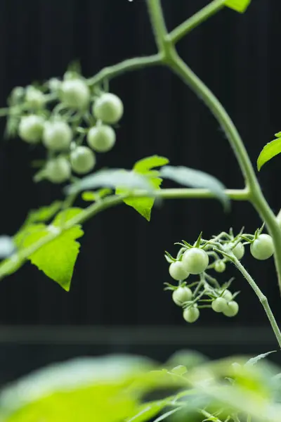 庭で育つ未熟な緑のトマトのクローズアップビュー — ストック写真