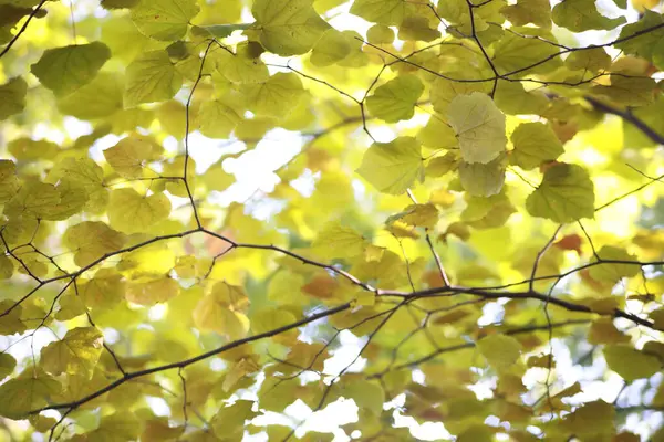 Осенние Деревья Разноцветными Листьями Солнце — стоковое фото