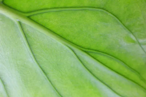 Grüne Blätter Der Zimmerpflanze Nahaufnahme — Stockfoto