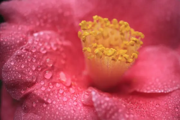 Une Fleur Rose Avec Des Gouttelettes Eau Dessus — Photo