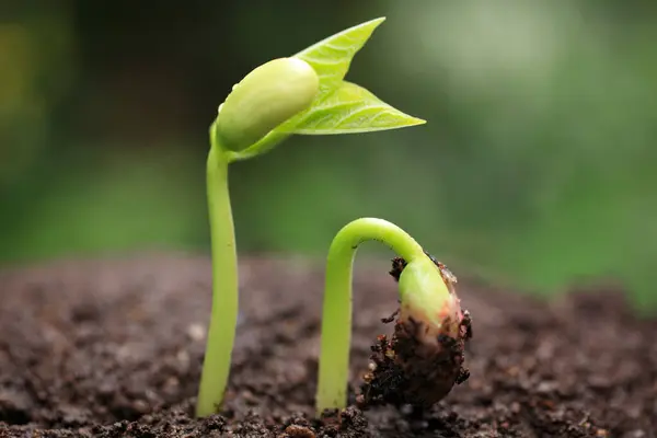 Eine Pflanze Die Aus Der Erde Sprießt — Stockfoto
