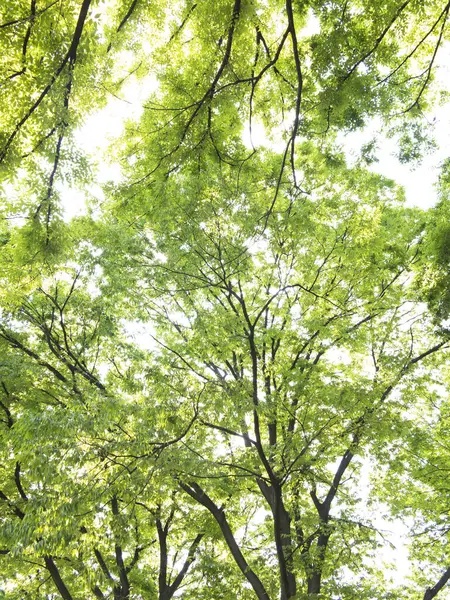 Zöld Levelek Egy Fán Erdőben — Stock Fotó