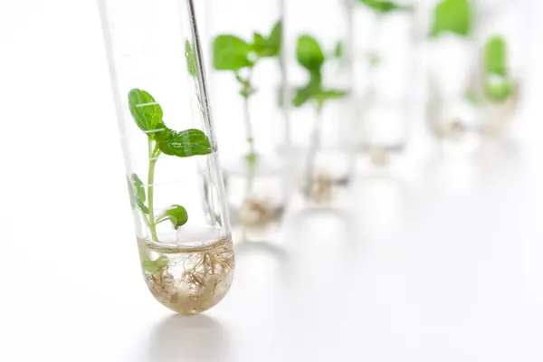 Growing Seedlings Plants Glass Tubes Laboratory Glassware Biotechnology Reserch — Stock Photo, Image
