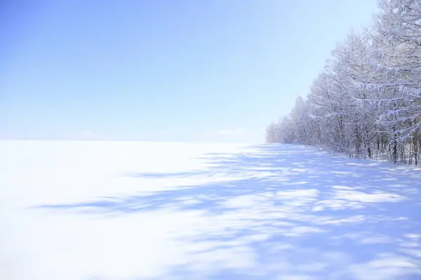 Árboles Cubiertos Nieve Invierno —  Fotos de Stock
