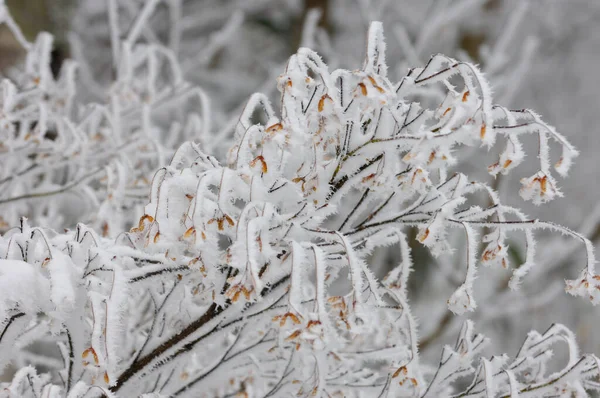 Rama Congelada Cubierta Nieve —  Fotos de Stock
