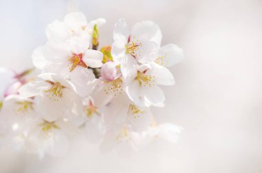 Gündüz kiraz çiçeği, arka plan görünümü 