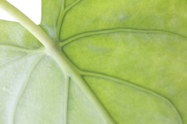 Çiçeklerin yeşil yaprakları, yakın görüş  