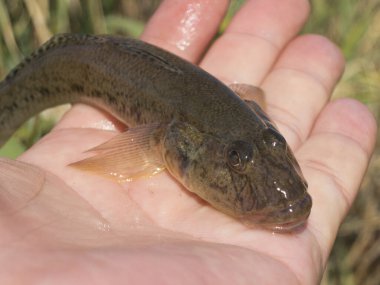 Güneş ışığında açık havada küçük kahverengi balıkları tutmak