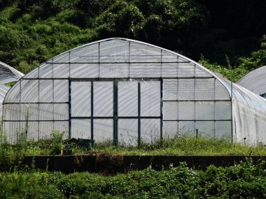 Güneşli sera yemyeşil bitkiler ve uzun otlarla çevrili.
