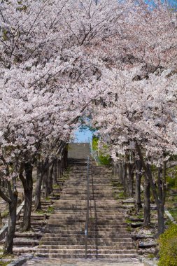 Bahçedeki güzel çiçeklerin yakın plan görüntüsü. kiraz çiçekleri     