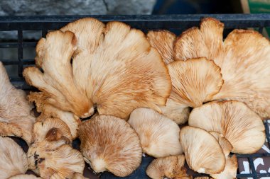 Konteynırdaki taze organik mantarları kapatın.