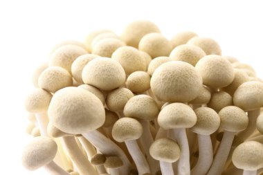 Beyaz arkaplanda shimoji mantarları