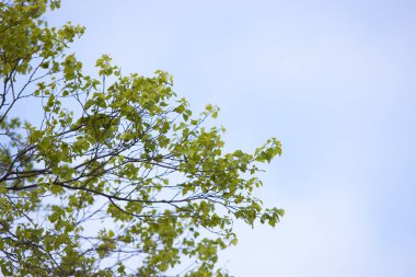 Ağaçların dalları mavi gökyüzünün üzerinde