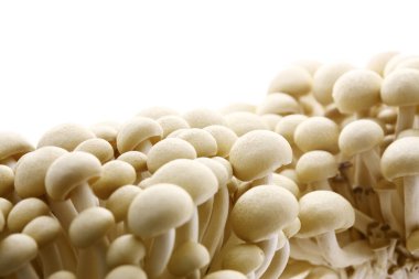 Beyaz arkaplanda shimoji mantarları